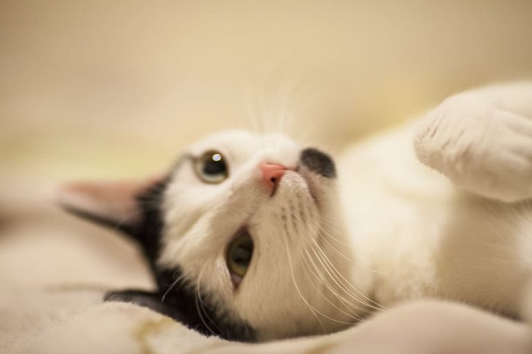 Elegance in Every Purr The Graceful World of Fluffy Furry Meow