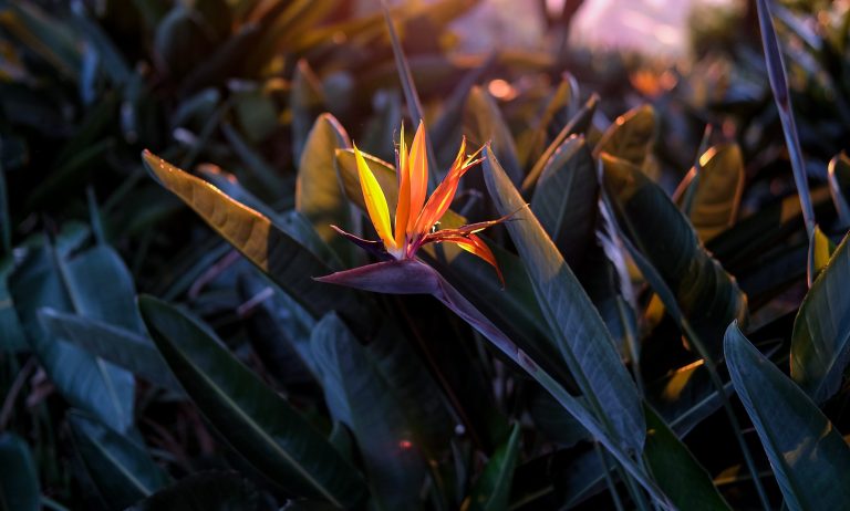 Exotic Elegance Bird of Paradise Blooms for Every Occasion
