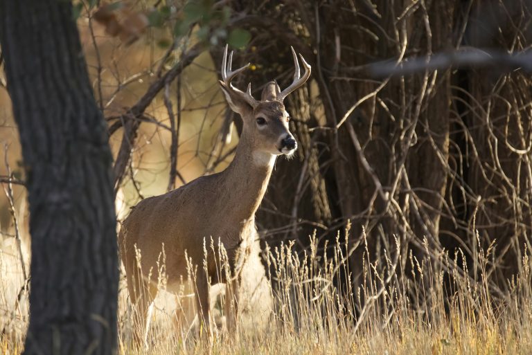 In Pursuit of Antlers the Art and Soul of Deer Hunting Life