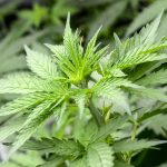 Marijuana Maven A Comprehensive Guide to Cannabis Culture