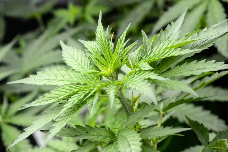 Marijuana Maven A Comprehensive Guide to Cannabis Culture