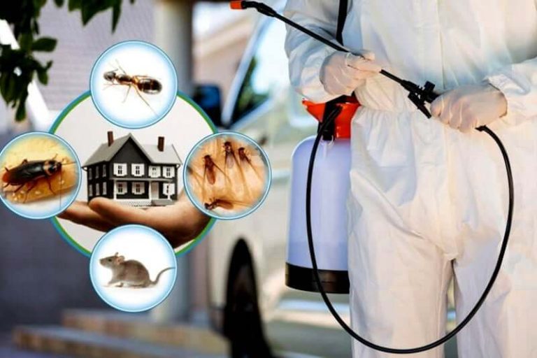 Keeping Critters in Check: The Importance of Pest Control