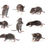 Advanced Rat Control Techniques: Pest Control Expertise