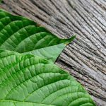 Insights into Kratom Selection for First-Time Buyers