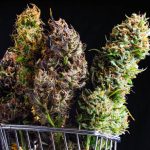How to Choose the Best Weed Carts for Your Needs A Complete Buyer's Guide