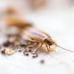 Termite Control Sydney: Tips for Identifying and Eliminating Infestations